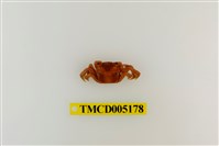 藏品(字紋弓蟹)的圖片